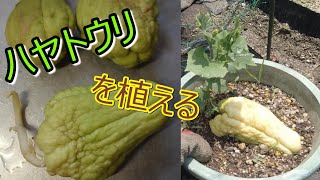 《家庭菜園》はやとうりを植える。（2021年春）ハヤトウリ、スイカ。（コンパニオンプランツ） [upl. by Derward]