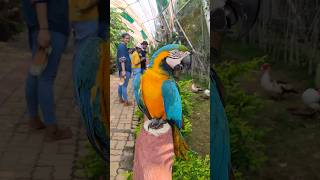 Macaw Parrot in Public 😲 macaw parrot shorts pets macawparrot birds birdslover birdsounds [upl. by Lugo]