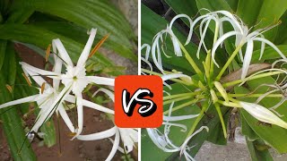 Hymenocallis littoralis Vs Crinum asiaticum know the difference जानिए क्या है अंतर Spider lily [upl. by Atin]