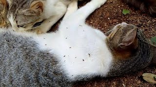 FleaFree Feline Removing Fleas from Your Grey Cat minivlog [upl. by Nutsud]