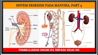 SISTEM EKSKRESI PART 4 [upl. by Caren]