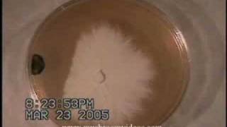 mycellium vs mold  agar  time lapse [upl. by Arrais]