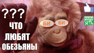 ФИЛЬМ ОБЕЗЬЯНА БИБИ 🙉 Что любят обезьяны и чем они питаются🙈 Умная любопытная обезьянка лучше всех [upl. by Arej265]