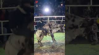 Garrobo de Zumpango 🆚 ♉ el galán de los artistas🔥🔥💯 jaripeo shorts [upl. by Sudbury]