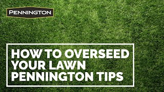 How to Overseed your Lawn  Tips from Pennington for Seeding [upl. by Fulbright412]