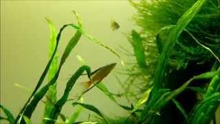 Threadfin Rainbowfish Courtship and Mating [upl. by Radmen]