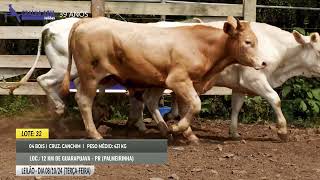 LOTE 32  BOIS CANCHIM [upl. by Esinart]