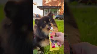 Pomchi Henrys reward for being so good at the dogs groomer shortsfeed viral tiktok videos dog [upl. by Eibur]