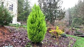 Cupressus macrocarpa Goldcrest Golden Monterey Cypresslandscapedesignideas conifers plants [upl. by Ajoop]