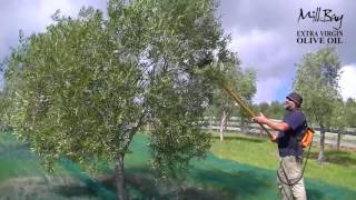 Lightweight Italian made electric olive harvester [upl. by Eyr]