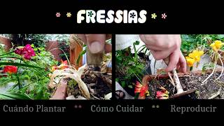 Fressias Cómo Cuándo plantar Cuidados y Reproducción Tutorial planta fresia CasiQueNo [upl. by Atikin]