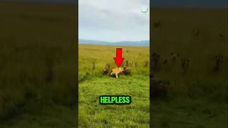 Pack of Hyenas Attacks a Lone Lion😱 [upl. by Armanda]