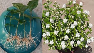 Easy Way To Grow Mogra Jasmine From Cuttings 100  Rooting Result  Mogra Jasmine [upl. by Irt270]