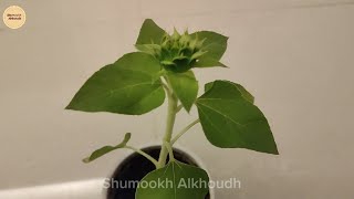 زراعة دوار الشمس فالمنزل How to grow sunflower in pots at home [upl. by Eiramrefinnej]