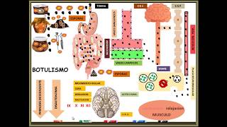 clostridium botulinum BOTULISMO [upl. by Fabiano]
