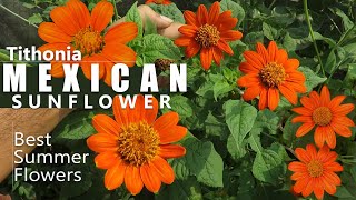 Tithonia Flower  Mexican Sunflower Plant care  Growing Tithonia Flower  Summer Flowers [upl. by Suivatal]