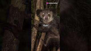 Discover the eerie ayeaye Madagascar’s unique nocturnal lemur Wildlife AyeAye Nature [upl. by Sioled417]