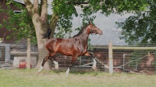 2020 KWPN Gelding by Hermanus x Jebulon Ster mare Cizandro  Parrot [upl. by Eeliah137]