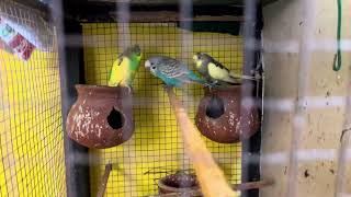 Birds and their neighbours🤪🦜🦜 cockatiels vs Budgies birds lovebirds budgiebirdtalking [upl. by Alfeus]