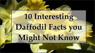 10 Interesting Facts About Daffodils [upl. by Sclar]