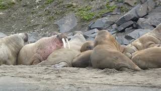 Walrus in the mist Spitsbergen [upl. by Liag247]