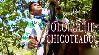 TOLOLOCHE CHICOTEADO Huichol [upl. by Yantruoc765]