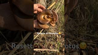 Funghi Pleurotus ostreatus del 30 Gennaio 2024😉 funghi pleurotus mushroom champignons [upl. by Leander214]