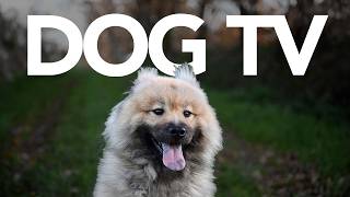 Dog TV  20 Hours of Exciting Dog Walking Footage and Entertainment for Dogs [upl. by Howenstein]