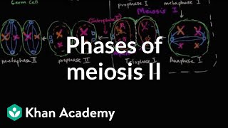 Phases of meiosis II  Cells  MCAT  Khan Academy [upl. by Eseerehs404]