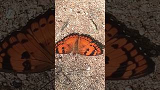 Butterfly in the Wild naturelovers nature butterflynature butterfly [upl. by Ravaj]