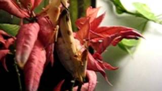 Orchid Mantis mating incl drumming Hymenopus coronatus [upl. by Oyam964]