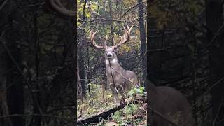 Is that a statue 👀 Buck outdoors hunting rack steer woods [upl. by Goodrow]