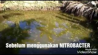 Nitrobacter di kolam ikan nila tanpa air mengalir [upl. by Kirstyn]