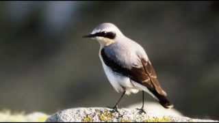 Wheatear Bird call Bird song [upl. by Dympha141]