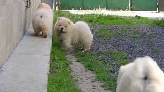 My sweet chowchow puppies are 3 months old [upl. by Lenoj456]