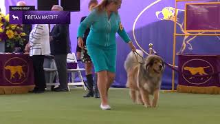 Tibetan Mastiffs  Breed Judging 2024 [upl. by Kcod]