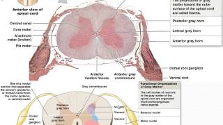 Chapter 12  Spinal Cord and Spinal Nerves  Part 1 [upl. by Micheal]