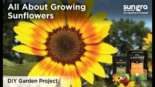 How to Grow Sunflowers for Bees Birds and Beauty Organically [upl. by Jollanta535]