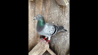 Pigeon race Northern NSW [upl. by Nester]