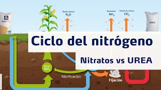 Ciclo del Nitrógeno  Nitratos vs Urea [upl. by Dnalyar]