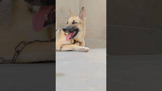 khana or sona hi pasand hai mujhe 🤭🤣 funny germanshepherd doglover msfamily [upl. by Hali954]