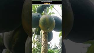 Papaya fruit harvesting video  no1 fruit satisfying trending papaya [upl. by Akisej678]