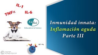 🆘 Respuesta inmune innata Inflamación aguda  Parte 3️⃣ [upl. by Anialeh]