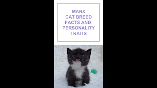 Manx Cat Breed Facts and Personality Traits Shorts [upl. by Hollinger]