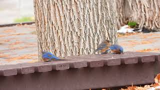 Eastern Bluebirds drinking melted snow [upl. by Yenttihw468]