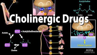 Cholinergic Drugs  ANS  Sympathetic and Parasympathetic System [upl. by Hannahs]