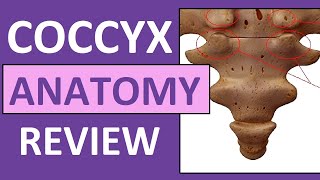 Coccyx Anatomy  Coccygeal Cornua Transverse Process Base Apex [upl. by Kalagher]