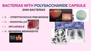 Microbiology mnemonics BACTERIOLOGY PART 1 [upl. by Hosea915]