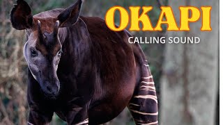 Okapi Calling Sound [upl. by Eelanaj100]