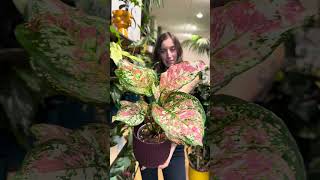 Neue Zimmerpflanzen amp nachhaltige Töpfe 🌿✨ aglaonema plantlover zimmerpflanzen pflanzenliebe [upl. by Allis325]